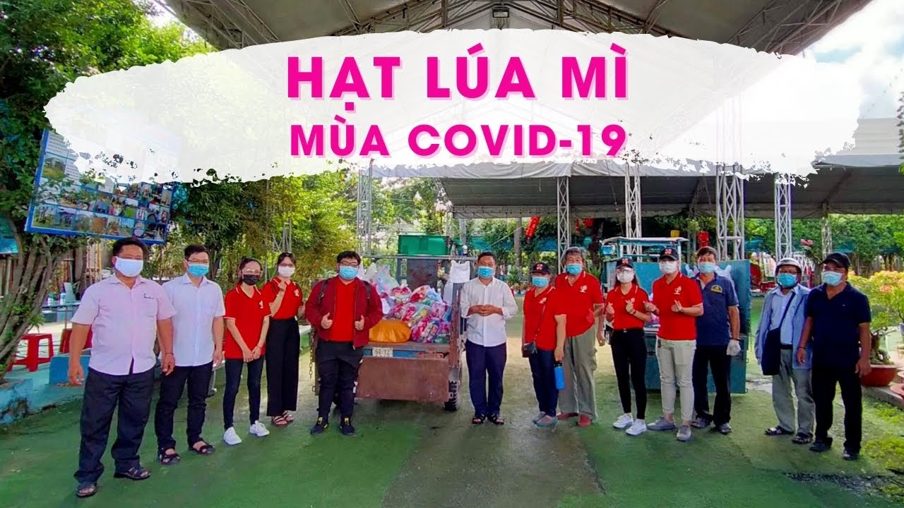 "Hạt lúa mì" mùa Covid